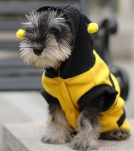 Amazon | ワンコ服 黄色いミツバチ 蜂 ペット 洋服 蜜蜂 ミツバチ ハチ