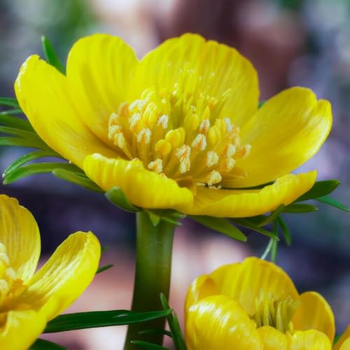 Eranthis Cilicica Bulbes - 50 Bulbes de Fleurs à Planter Exterieur - Plantes Vivaces Exterieur - Rustique - Naturelle Plantes de Hollande (pas de graines, non artificiels)