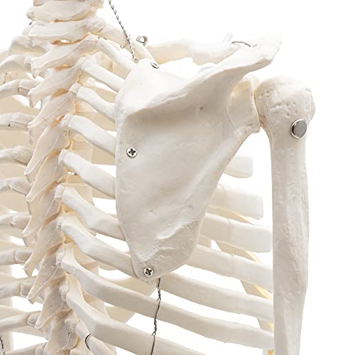 Modelo de anatomía de esqueleto pequeño Cranstein A-117 de 85cm 7