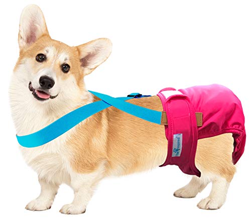 Image of PAW Inspired Dog Diaper Suspenders, Blue, Small /Medium | Small /Medium, Stretchy Adjustable Straps, Velcro Closures, For Female and Male Disposable and Washable Diapers