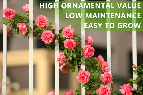 600+ Mix Climbing Rose Seeds for Planting Outdoors Heirloom Roses Bushes Ready to Plant Gardening Rose Seeds Bush Vine Climber Long-Blooming