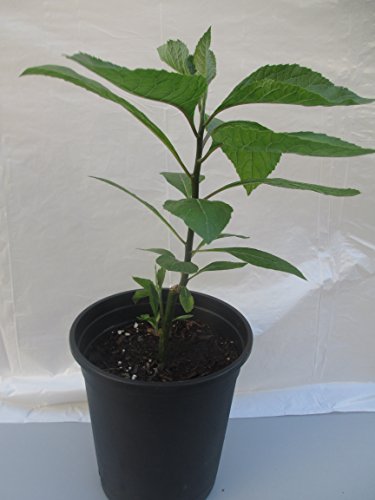 Bitter Leaf Plant – Vernonia Amygdalina. Great Herbal Medicinal Health Benefits And Nutritional Value. Rich In Vitamins. Fresh Leafy Greens Vegetable Used For Soup, Stew, Tea, Salad, Juice And Drinks. #TOP1