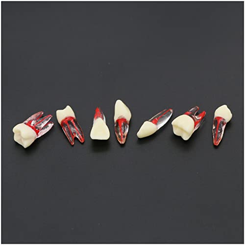 Generic BL08311520 7Pc Dental Endodontic Root Model Canal Block Practice Pulp Cavity Clear Resin Endo Training Tooth Rct Teaching Exercise,Dental Mannequin,Dental Tipodontos thumb #3