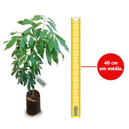 Muda de Lichia Bengal Feita por Alporquia Para Produzir Rápido