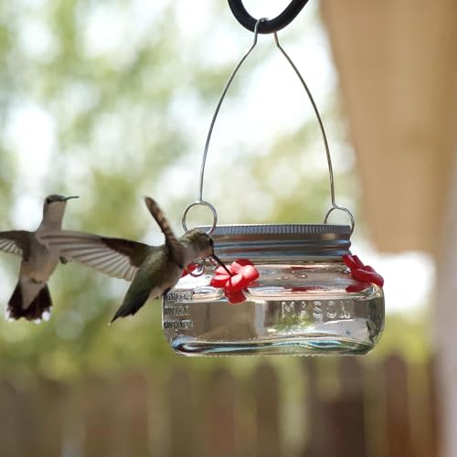Nature's Way Bird Products MJF1 Nature's Way Mason Jar Hummingbird Dish Feeder, Clear 4.5" dia.