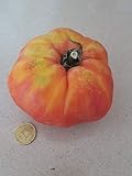 Portal Cool Huevo Toro de tomate de la variedad de tomate antiguos 50 Semillas Semillas