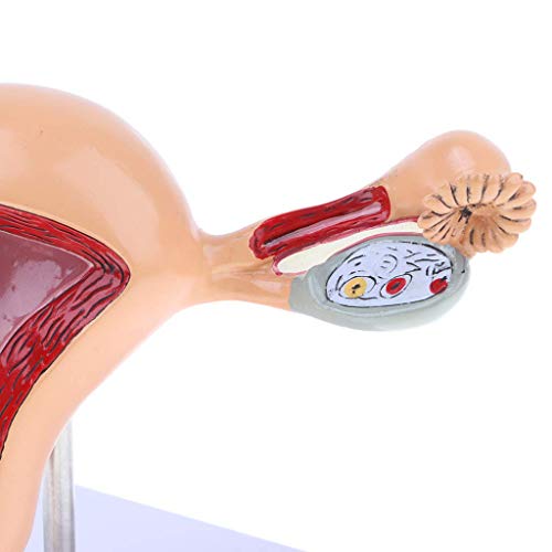 Image of Female Uterus Anatomical Model Gynecology Genital Organ Structure Model Human Reproductive System Uterine Ovary Vaginal Teaching Tool for Medical Demonstration
