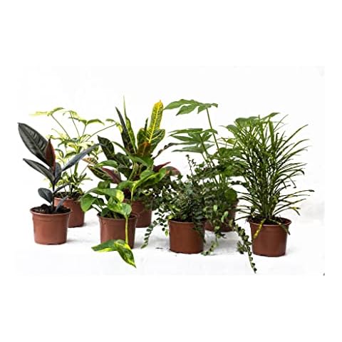 3 Indoor House Plants in 13cm Pots, Mix of Real Plants for Indoors. Ideal Live Plants for Your Home to Grow in Your bedrooms, bathrooms, Kitchens and Living Rooms. from Newlands Cover