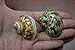 2 Pcs Brown Plain & Banded Petholatus Jade Turbo Sea Shell Hermit Crab 2" - 2 1/2"