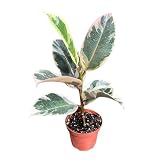 PLANTVERS Variegated Ficus Elastica ‘Tineke’ in a 4' Grow Pot - Easy-Care Indoor Houseplant - Ficus Elastica Live Houseplant - Low-Maintenance Tropical Indoor Plant