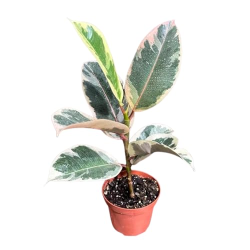PLANTVERS Variegated Ficus Elastica ‘Tineke’ in a 4" Grow Pot - Easy-Care Indoor Houseplant - Ficus Elastica Live Houseplant - Low-Maintenance Tropical Indoor Plant
