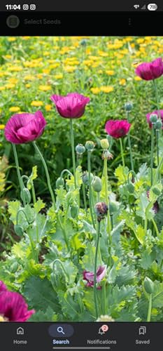 Lauren's Grape Papaver Somniferum Organic Non-GMO Seeds 3500 Count 1 Gram Poppy Seeds Multiple Pods per Plant - Image 2