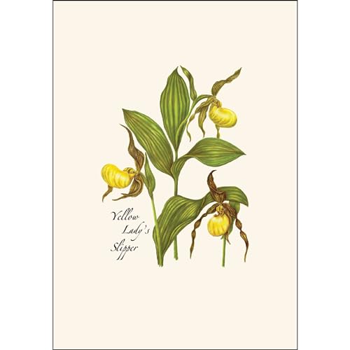 Image of Earth Sky + Water - Native Orchid Assortment Assortment Notecard Set - 8 Blank Cards with Envelopes (2 each of 4 styles)