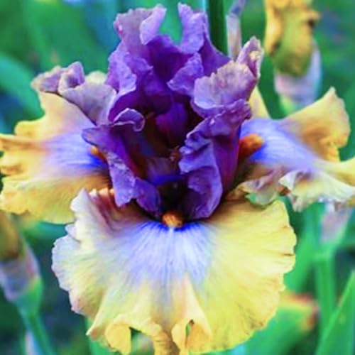 VCUYHKMB Rizoma Otoño Iris - Conjunto de Bulbos de Iris para Plantación en Temporada Fría, Floración Vibrante