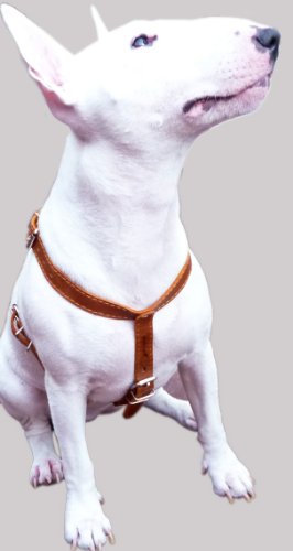 Genuine Leather Dog Walking Harness Medium Brown, 21" - 24" Chest #TOP3