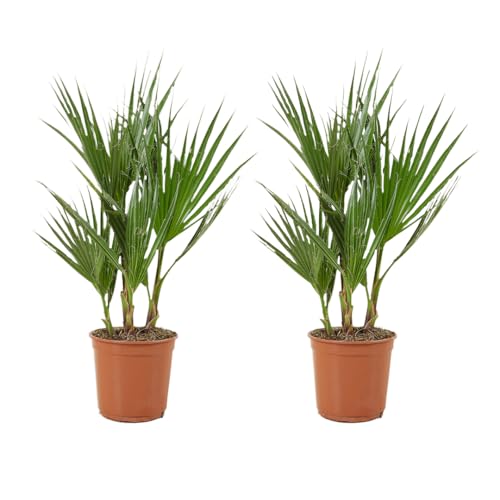 Bloomique - 2er Set - Washingtonia Robusta - Mexikanische Fächerpalme - Palme - Winterharte Balkonpflanzen - Gartenpflanzen Winterhart - Höhe 50-70 cm - Topf 14 cm