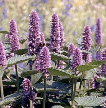 Just Seed Herb - Korean Mint - Agastache Rugosa - 300 Seeds