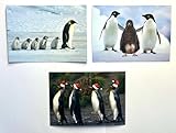 Edition Colibri PINGUINE lustiges Postkarten-Set mit 3 verschiedenen Ansichtskarte von Pinguinen in der Antarktis (11028)