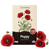 Grounding - Graines de Coquelicot Rouge “Flanders” (Papaver rhoeas), 35 000+ graines - Tapis de fleurs rouges pour prairie fleurie et massifs naturels, hauteur 50–60 cm - Qualité Européenne