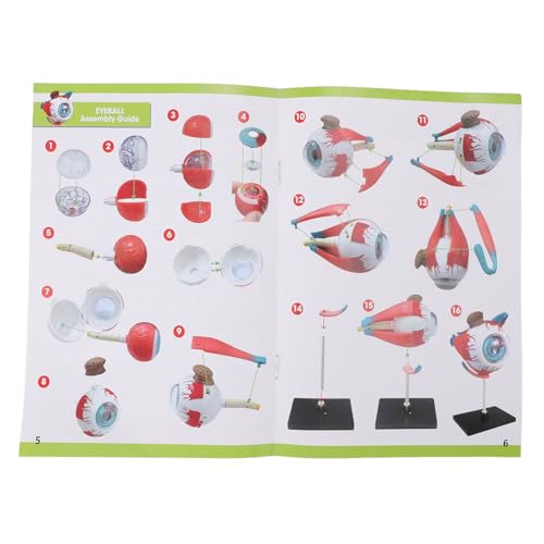 Image of ZJchao Human Eye Anatomical Model with 16 Detachable Parts - Science Teaching Eyeball Model for Education & Display