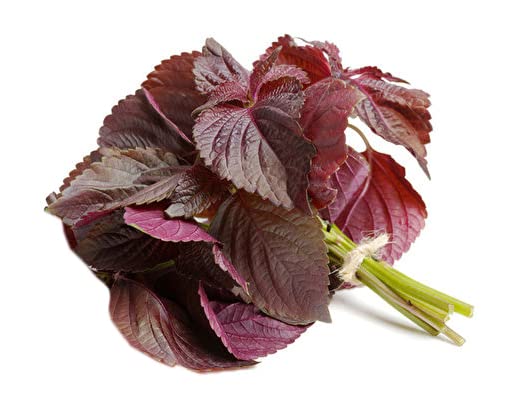 2026 Early Bird-200 Perilla Seeds for Planting/Shiso Seeds for Planting.Heirloom Non GMO Seed for Sprouting,紫苏Vegetable Seed and Hydroponic Seed for Pods(Shiso Herb Seed #1,Purple/Red-1g)