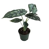 Alocasia Dragon Scale Live Plant – Rare Exotic Alocasia Dragon Scale from Fully Rooted Corm - Unique Tropical Indoor Houseplant for Home Decor, Office Spaces & Plant Collector Gift(Heat Pack Included)