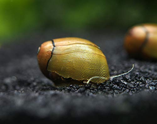Aquatic Arts 20 Tiger Eye/Olive Nerite Snails | Freshwater Aquarium Snail | Glass Scraper/Scrubber | Nano Tank Decorations