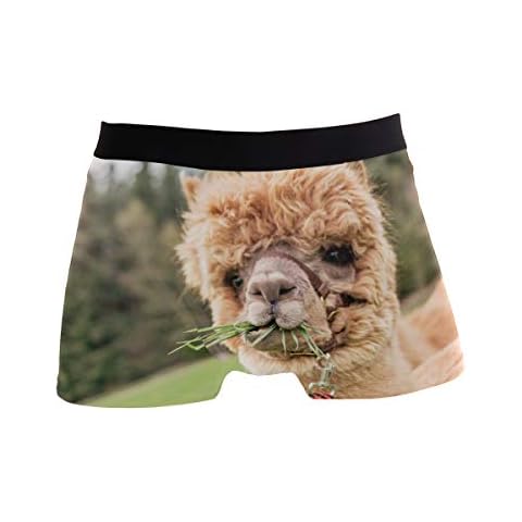 ZZKKO Alpaca Llama Mens Boxer Briefs Underwear Breathable Stretch Boxer Trunk with Pouch M Yellow Cover