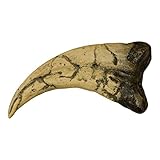 Utahraptor Claw (Teaching Quality Recreation)