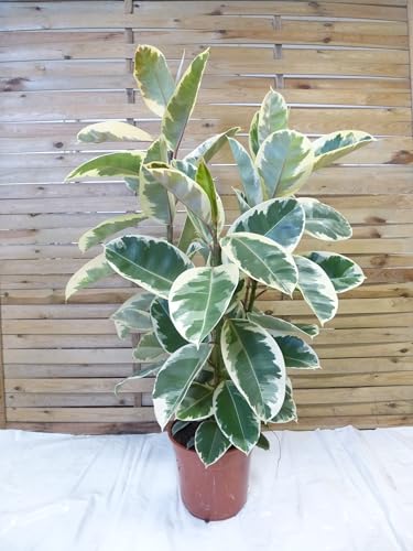 [Palmenlager] XL Gummibaum - Ficus elastica 'tineke' 150 cm - 3er Tuff // Zimmerpflanze