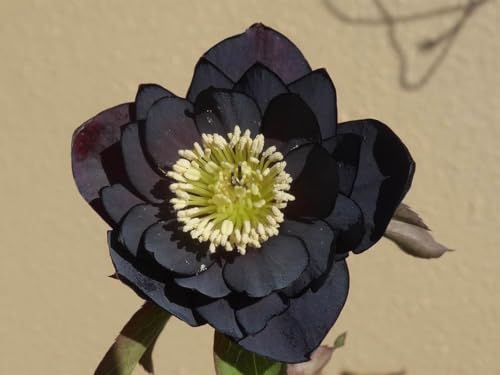 クリスマスローズ ブラック」の人気商品一覧 | 安い商品を通販サイト