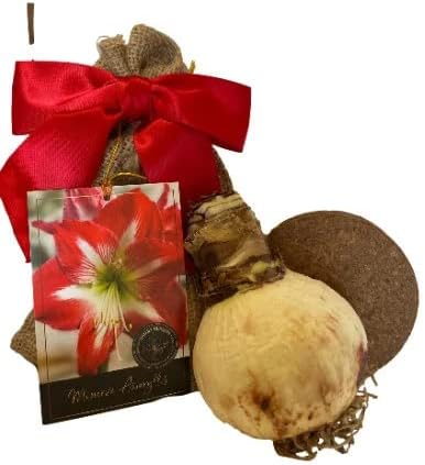Miniatura 2 de Amaryllis - Kit de cultivo navideño, incluye una atractiva maceta de cerámica blanca, una bombilla Big Minerva y un medio de cultivo profesional