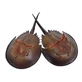 Amusement intérieur et extérieur : adaptés aux jeux d'intérieur ou aux aventures dans le bac à sable, ces jouets favorisent les liens familiaux interactifs et les expériences de jeu créatives, accessoire de photographie de cuisine, figurines de créatures