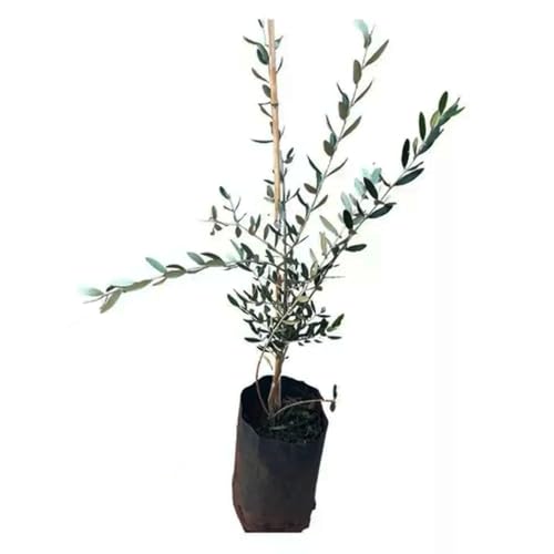AMK Jardinagem e Paisagismo, Muda de Oliveira 20 a 40cm AMK - Plantas Online