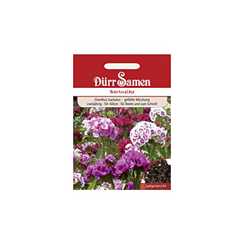 Dürr-Samen - Bartnelke Mischung zweijährig 50-60 cm Saatgut Dürr-Samen - Bartnelke Mischung zweijährig 50-60 cm Saatgut