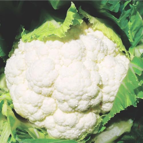 Cauliflower F1 Seoul F1 Vigorous Flexible Productive Dense White Curds Good Flavour Stress Tolerant Easy Grow UK Garden Vegetable 1x Seed Packet by Suttons
