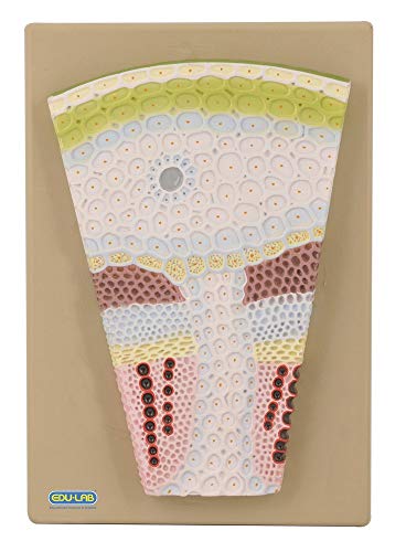 Edu-Lab BM12 Dicot Stem Transverse Section Model, 25 cm de ancho, 33 cm de altura Cover