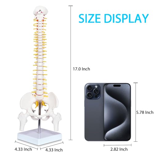 Image of breesky Human Spine Mini Model, 17'' Spine Anatomy Model with Nerves, Vertebra Model with Stand for Medical Students, Osteopaths and Chiropractors