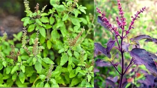 Image of live plants (TULSI PACK OF 2)