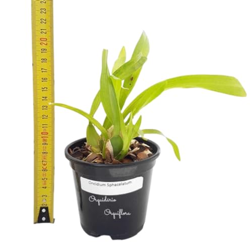 Orquideas Dama Dançante Oncidium Sphacelatum Planta Adulta Natural Exótica Rara
