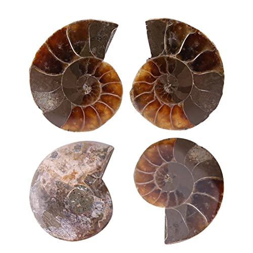TYTOGE 2 Stücke Ammonit Specimen Shell Madagaskar Steine ​​und Mineralien(Diameter 4cm)