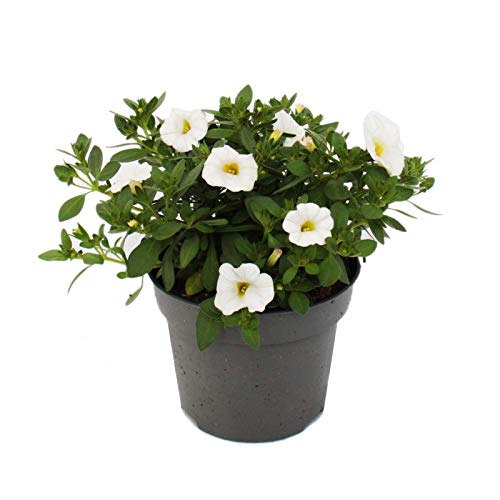 Exotenherz - Zauberglöckchen - Minihängepetunie - Calibrachoa - 12cm Topf - Set mit 3 Pflanzen - weiss