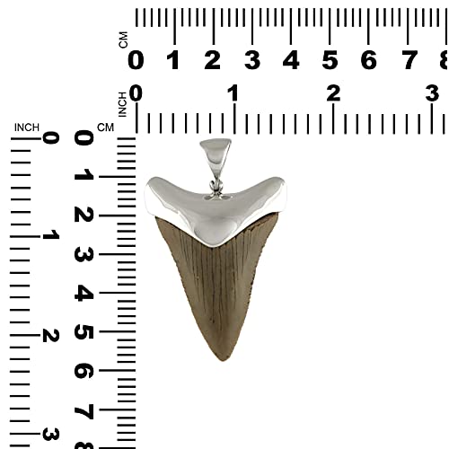 Fossil Giant Great White Shark Tooth Sterling Silver Cap-Set Pendant #TOP4