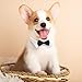 XNIVUIS 2 Packung Fliege für Hunde und Katzen Hunde-Krawatte, Smoking-Halsband, Formelle Halsband Halsketten, Verstellbares Hundehalsband, Bowknot für Hochzeit Party, M, (Schwarz)
