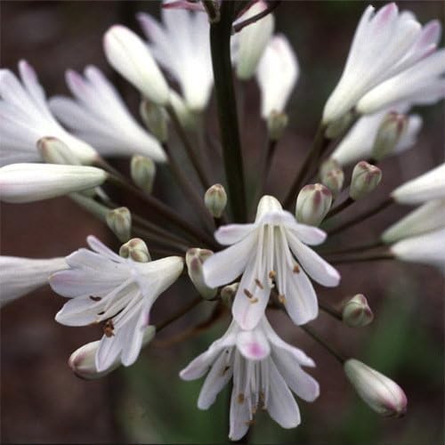 Plant World Seeds - Agapanthus Africanus 'Snowball' Seeds (Exotic Flower Seeds)