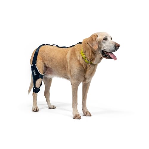Balto Jump CCL�u���[�X ? ���̕G�u���[�X ? �A���~�j�E���X�v�����g�t���u���[�X ? ��p�O/��̃T�|�[�g�ŐV��������̖h�~ ? �E�r XL�T�C�Y