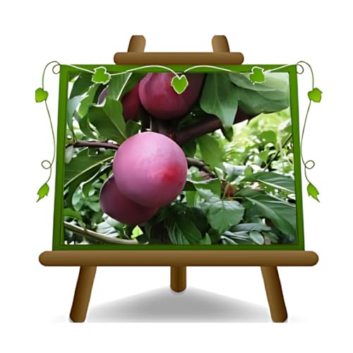 EURO PLANTS VIVAI Prunier Santa Rosa Saint Rose plante fruitière ancienne en pot 24/26 cm hauteur maximale 180 cm - Âge 4 ans