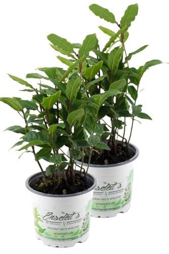 2er Set Lorbeer Pflanze, Gewürzlorbeer aus Nachhaltigem Anbau, frische Kräuter Pflanze 9cm Topf