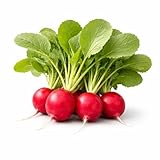 Cherry Belle Radish Seeds – Round Red Roots, Fresh Kitchen Use, In-Ground Raised Bed & Container Gardens
