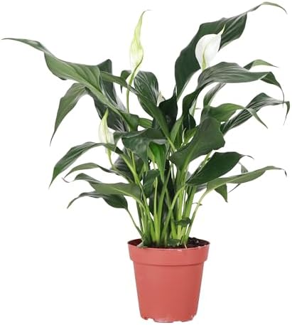 Thorsen's Greenhouse Live Peace Lily Plant, Spathyphylum, Low Lig...